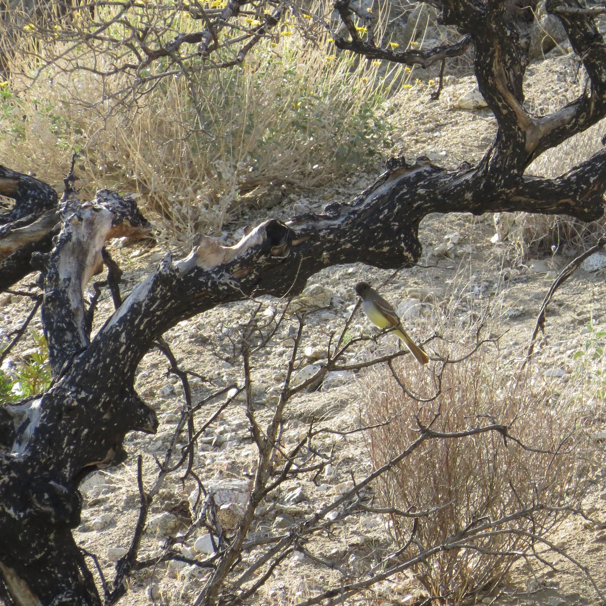 Brown-crested Flycatcher - ML488980111