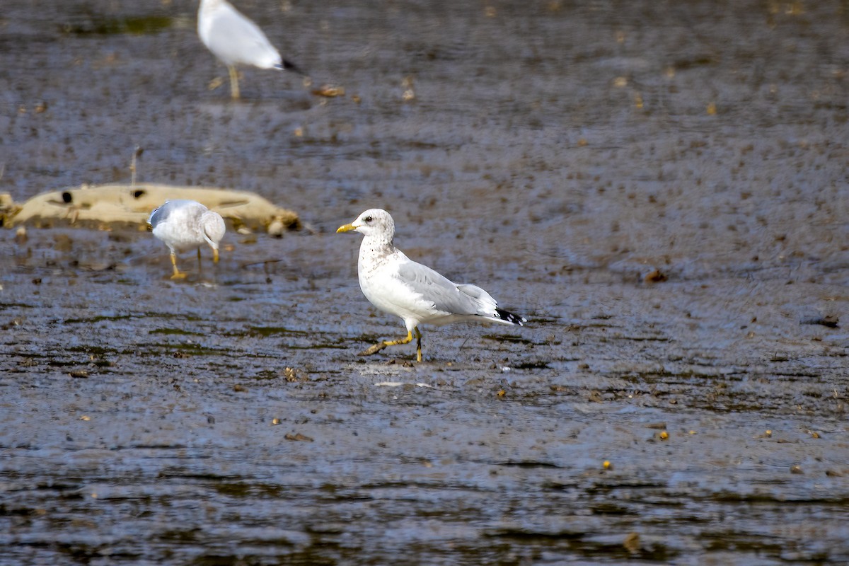 Short-billed Gull - ML488980291