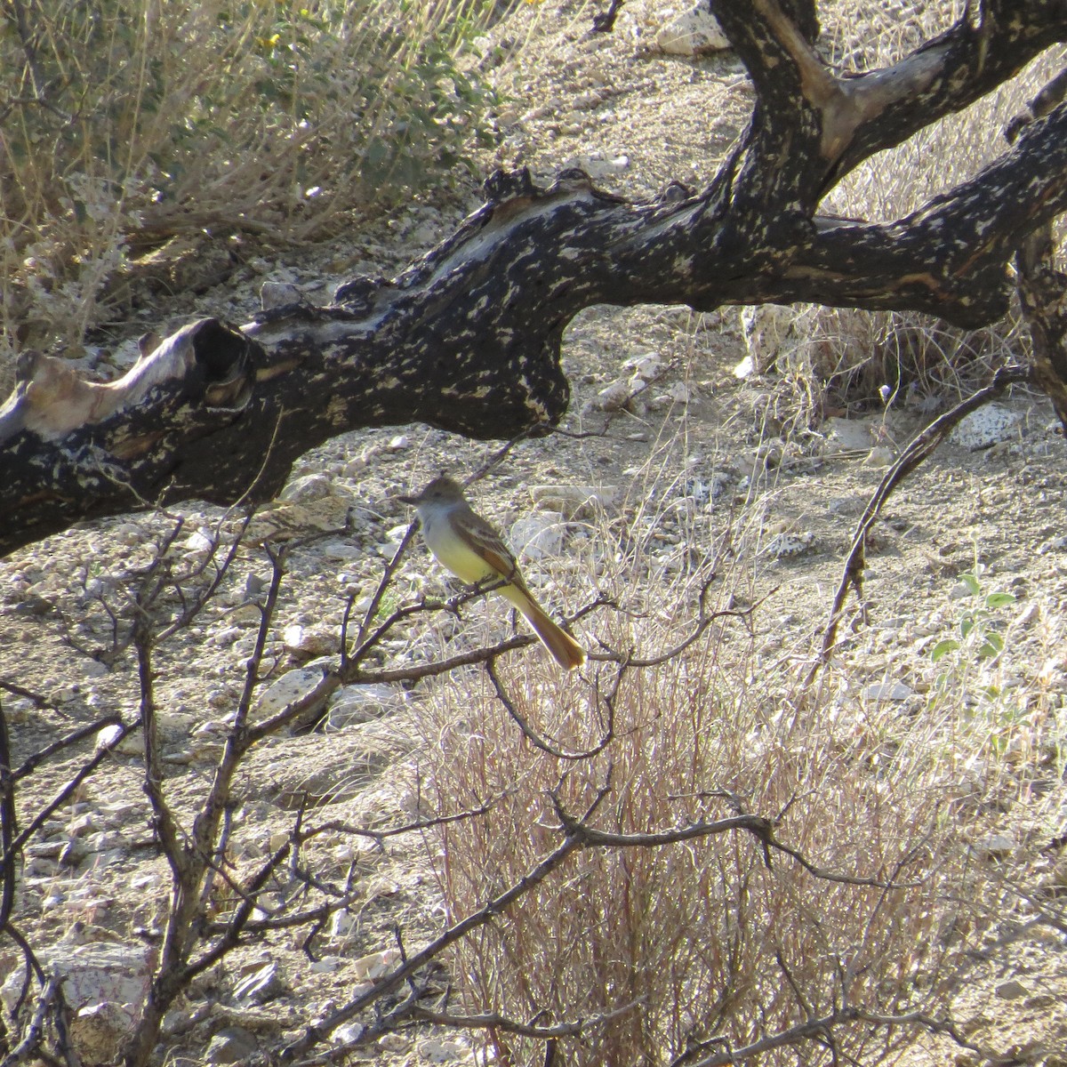 Brown-crested Flycatcher - ML488980451