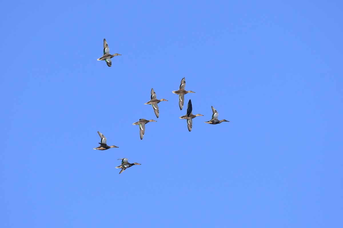Northern Shoveler - Santiago Caballero Carrera