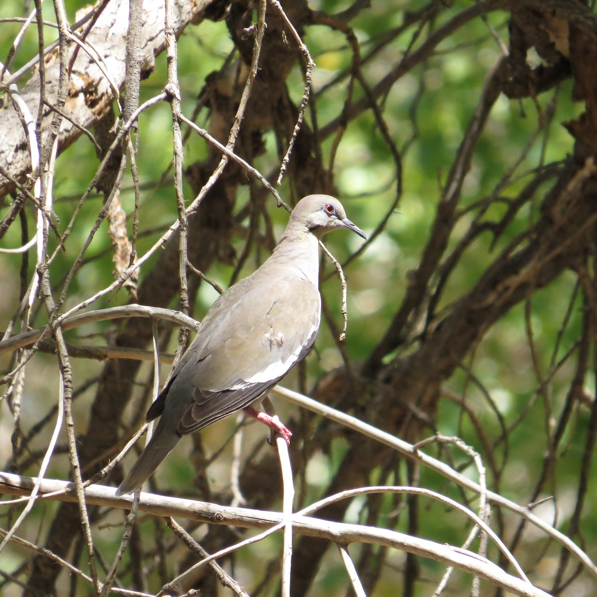 White-winged Dove - ML488983241