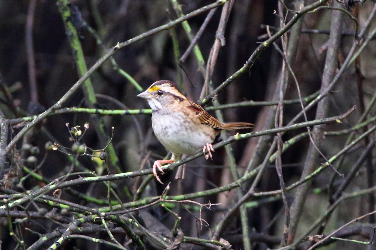 White-throated Sparrow - ML488983411