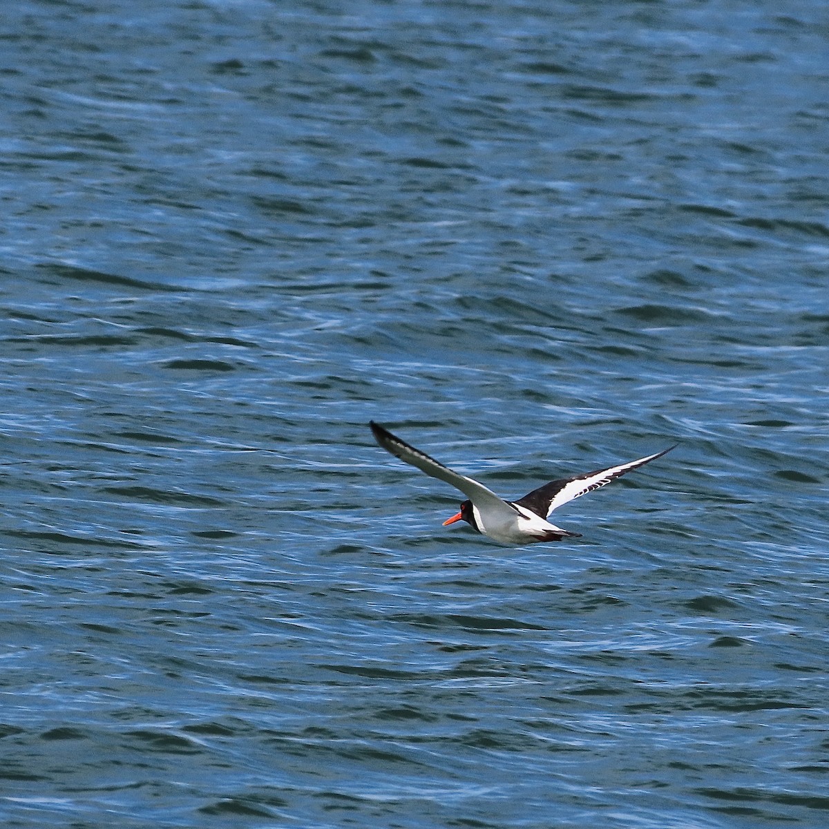 Eurasian Oystercatcher - ML488983871