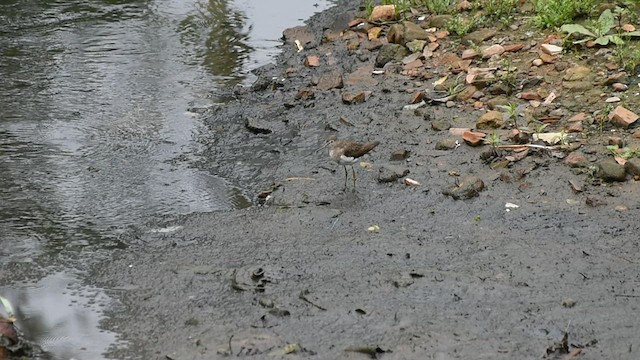 Solitary Sandpiper - ML488984441