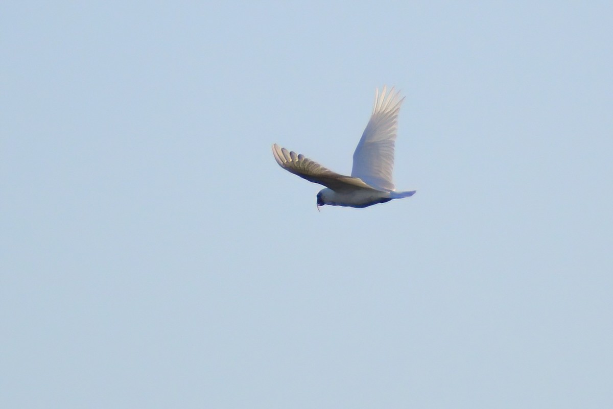 Long-billed Corella - Ken Tay