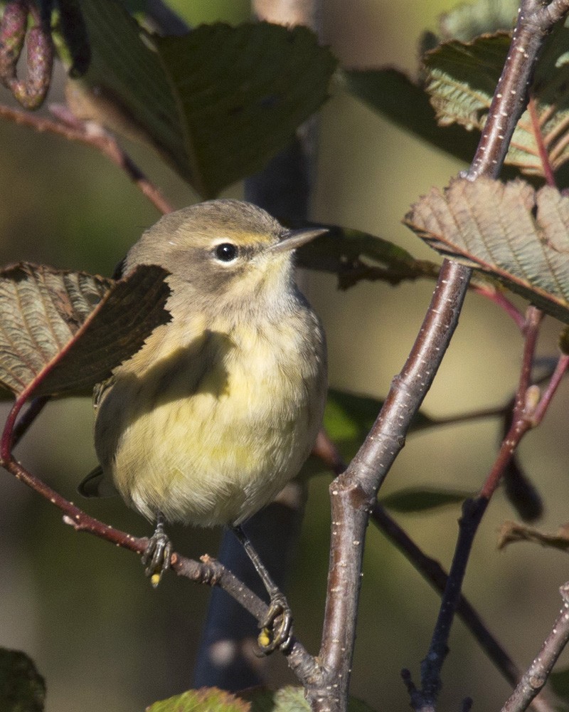 Palm Warbler - ML488984481