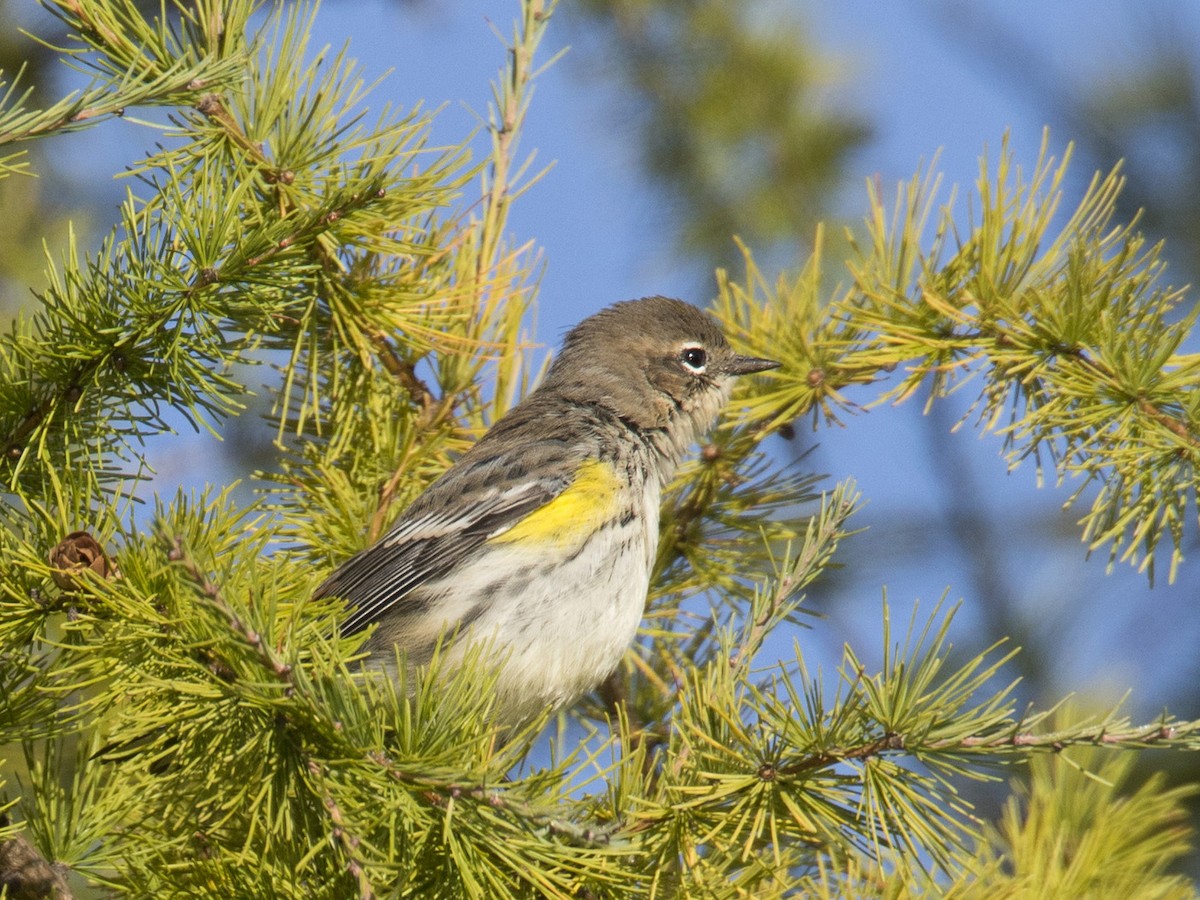 Yellow-rumped Warbler - ML488984691