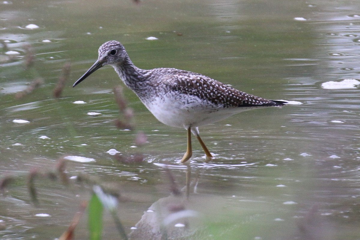 Greater Yellowlegs - ML488985181