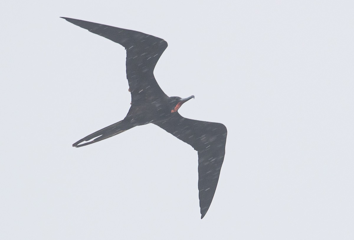 Magnificent Frigatebird - ML488985741