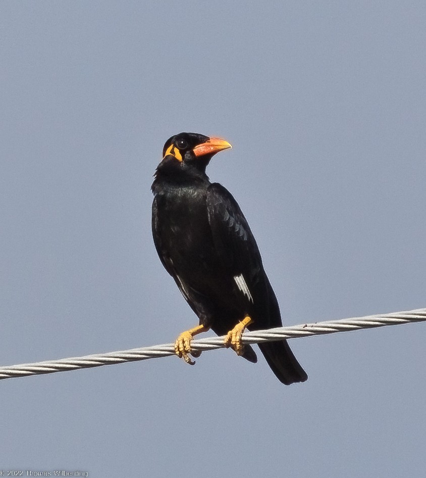 Common Hill Myna - ML488986281