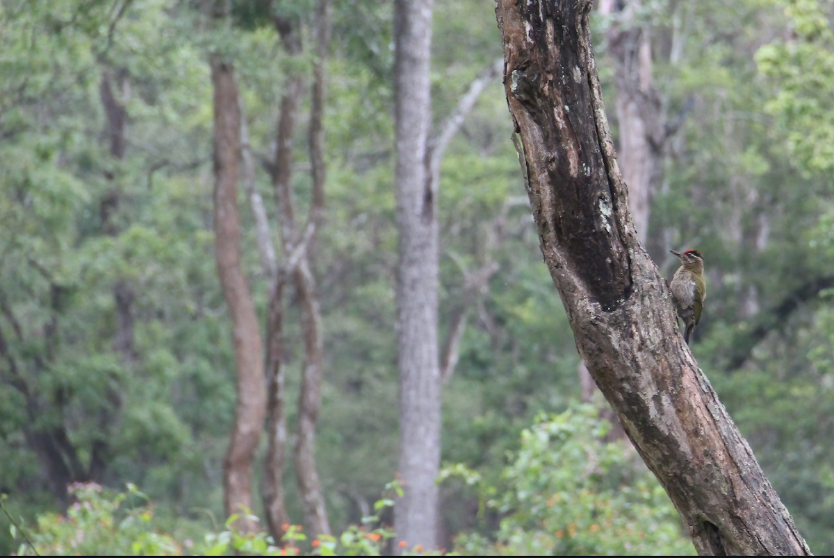 Streak-throated Woodpecker - ML488986411