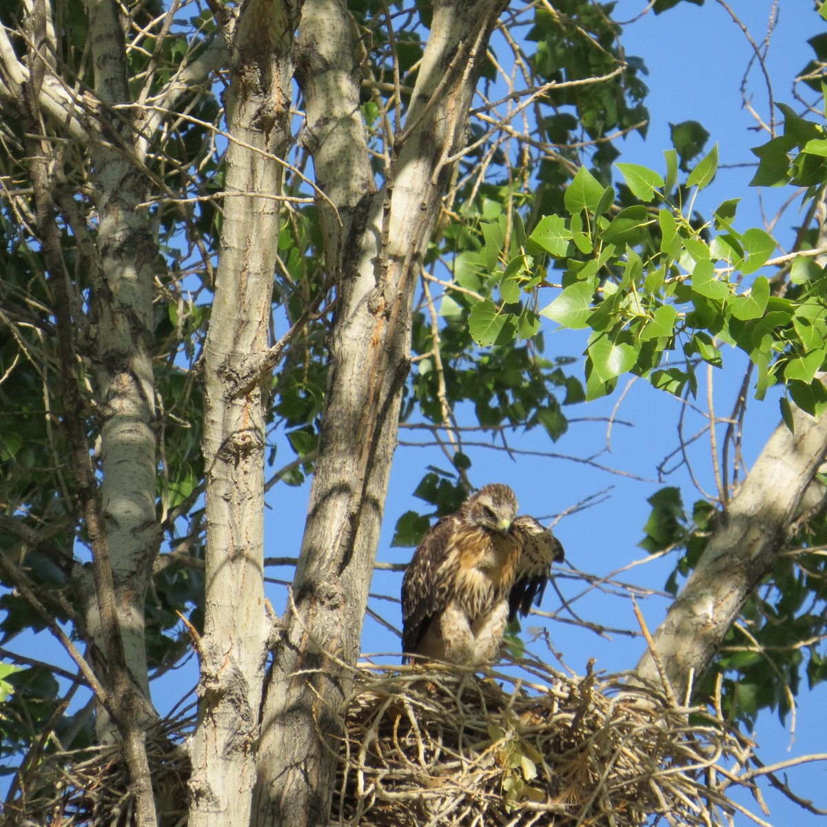 Red-tailed Hawk - ML488987091