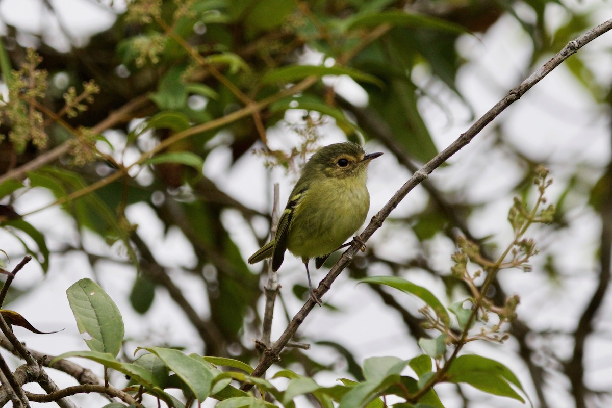 Bahia Tyrannulet - ML488987111