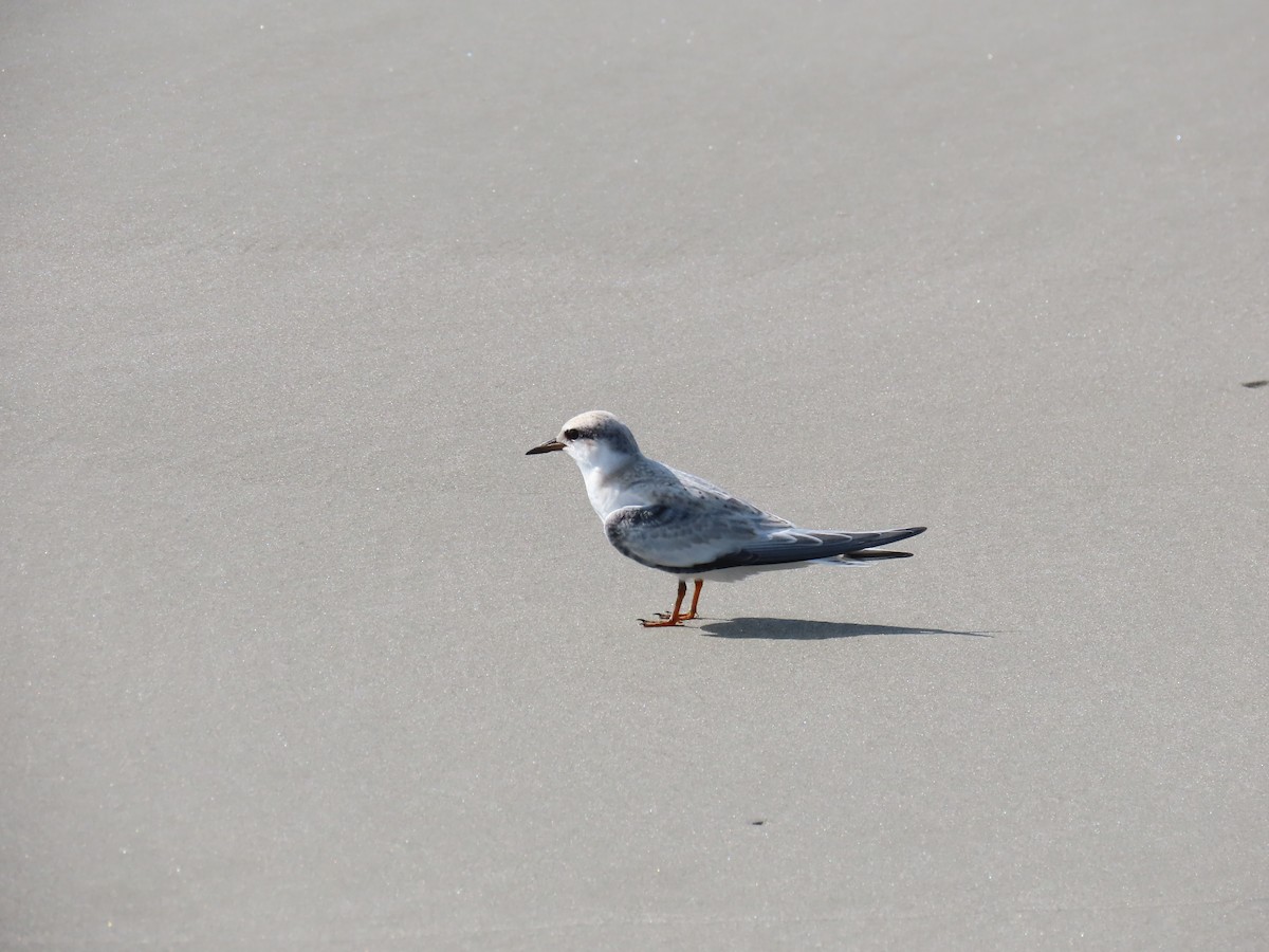 Least Tern - ML488988081