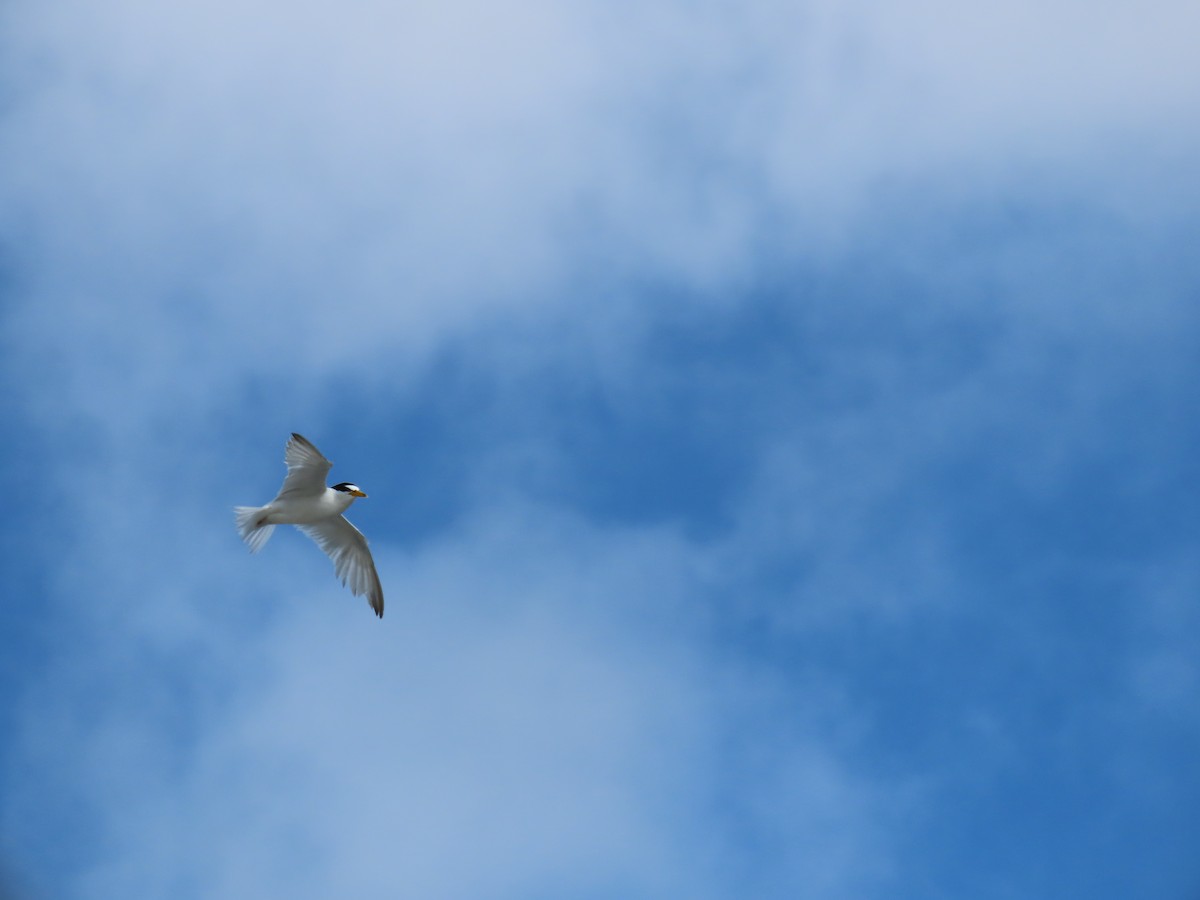 Least Tern - ML488988281