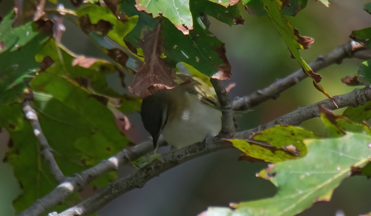 Red-eyed Vireo - ML488989101