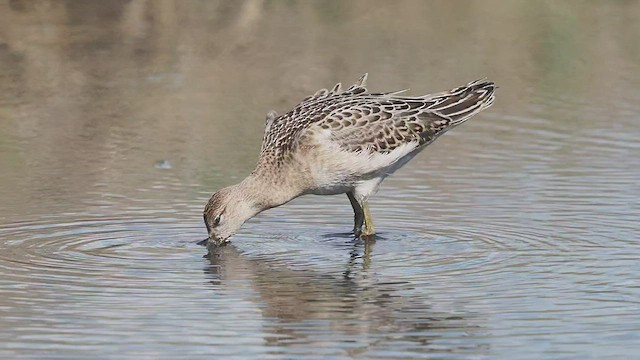 Döğüşkenkuş - ML488989191