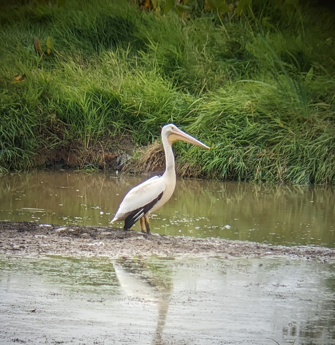 American White Pelican - ML488989961