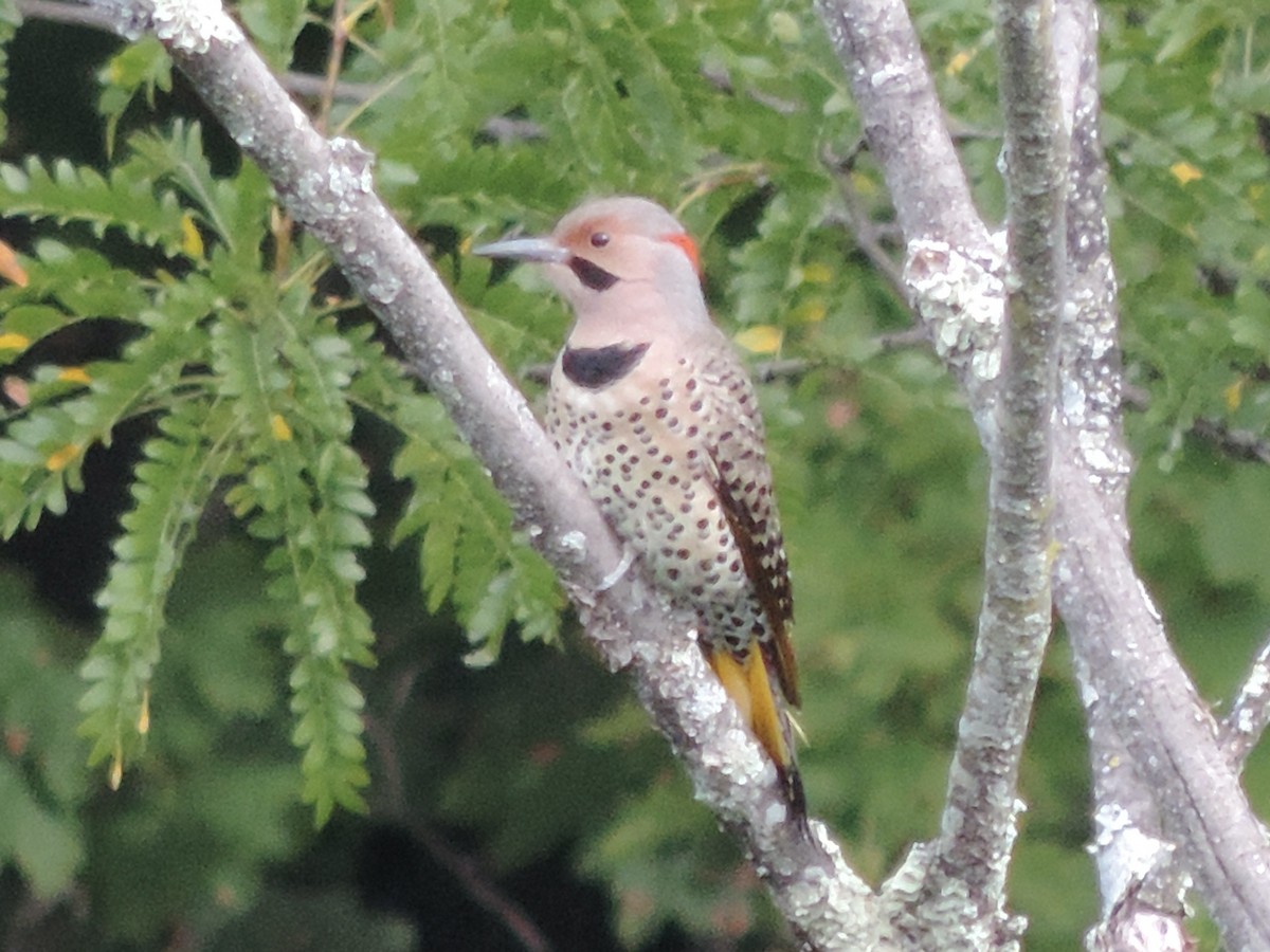 Northern Flicker - ML488990901