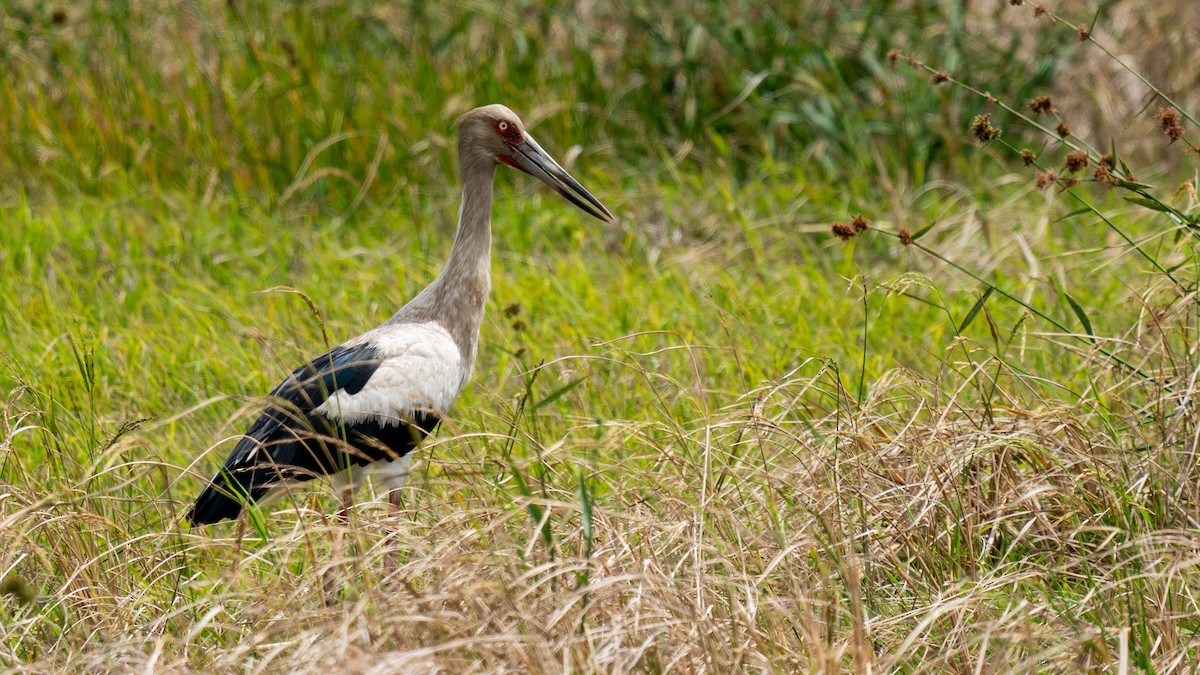 Maguari Stork - ML488992911