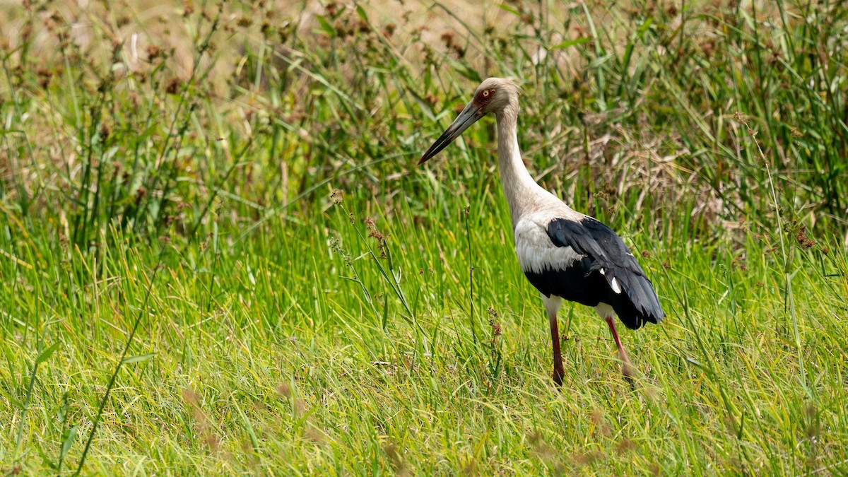 Maguari Stork - ML488992921