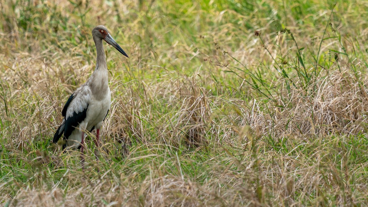 Maguari Stork - ML488993921