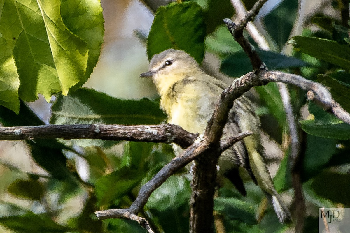 Philadelphia Vireo - ML488995781