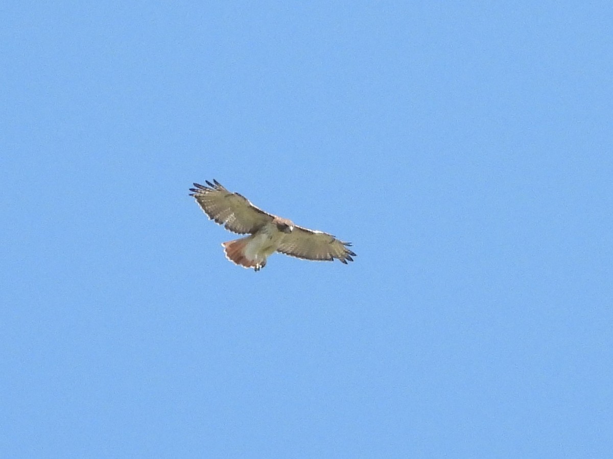 Red-tailed Hawk - ML488996211