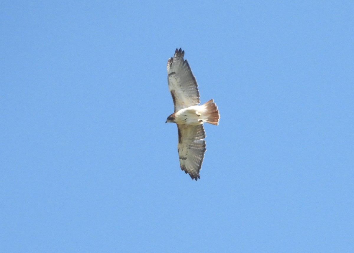 Red-tailed Hawk - ML488996691