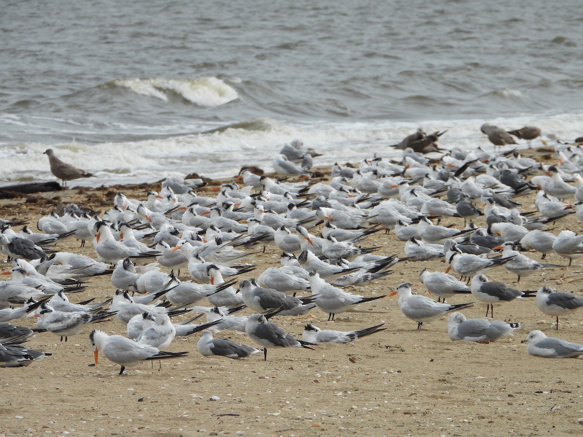 Royal Tern - ML488996811