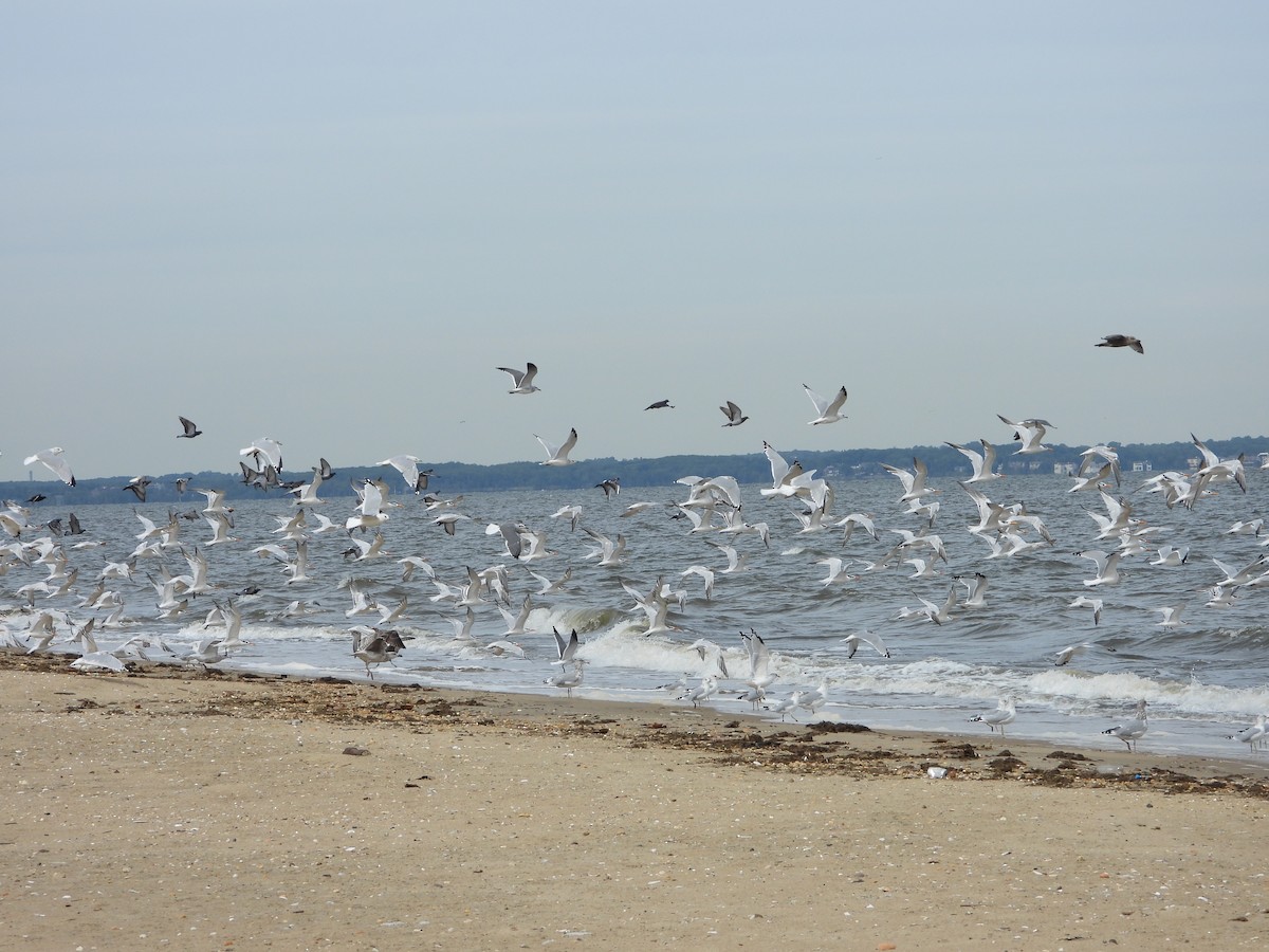 Royal Tern - Andrew Spears