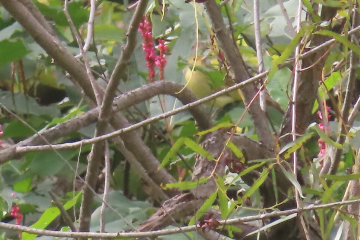 Connecticut Warbler - ML488997401