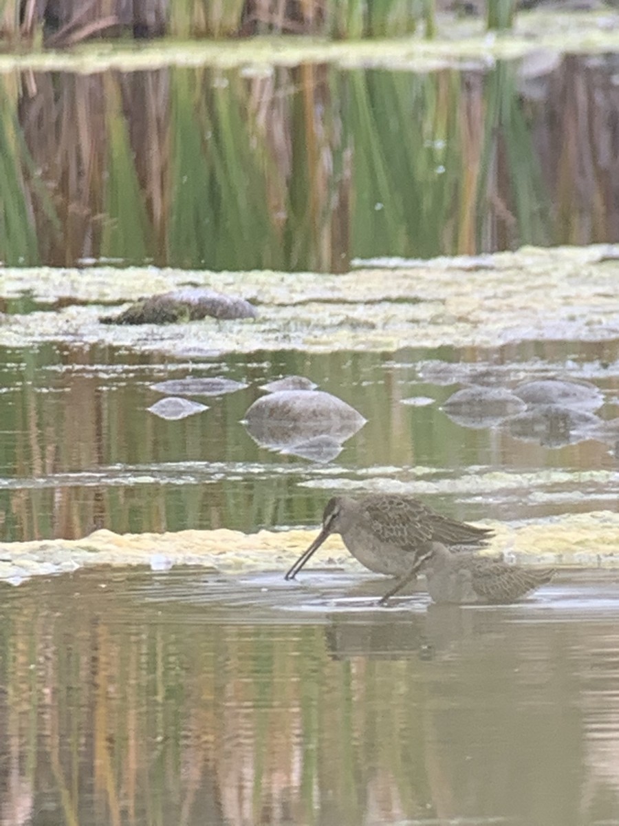 Long-billed Dowitcher - ML488997621