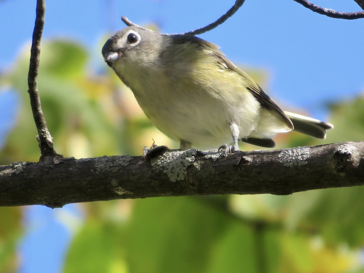 Mavi Başlı Vireo - ML488998231