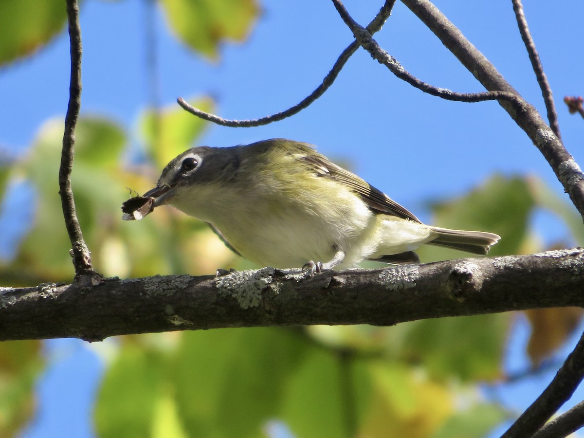 Mavi Başlı Vireo - ML488998251