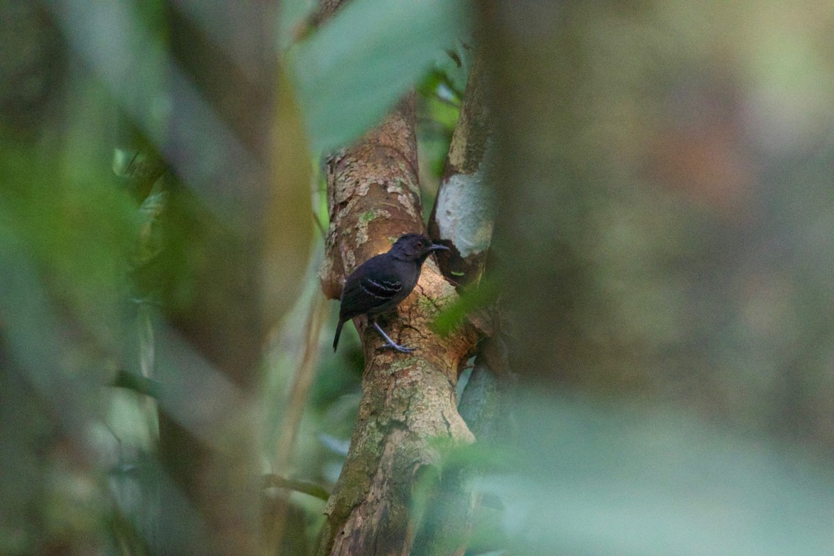 Black-headed Antbird - ML488998351