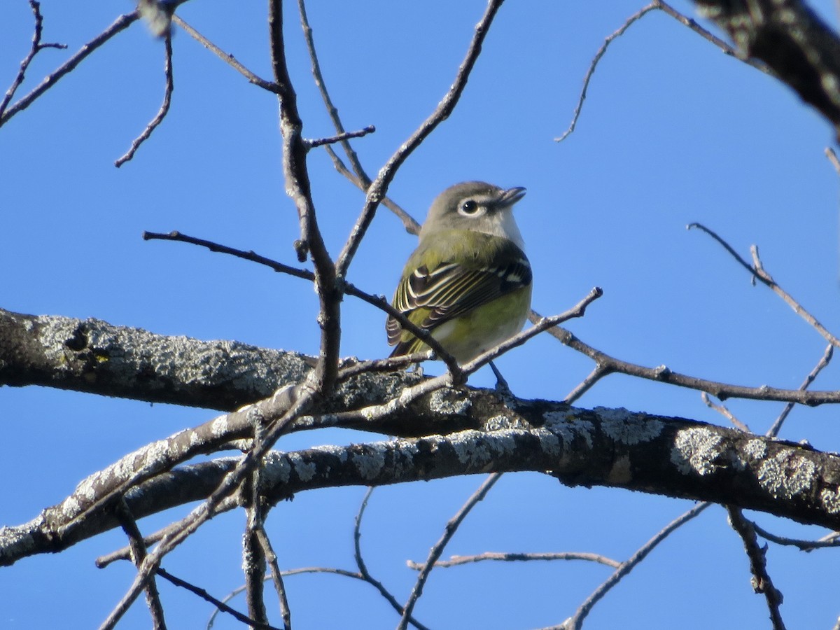 Mavi Başlı Vireo - ML488998511