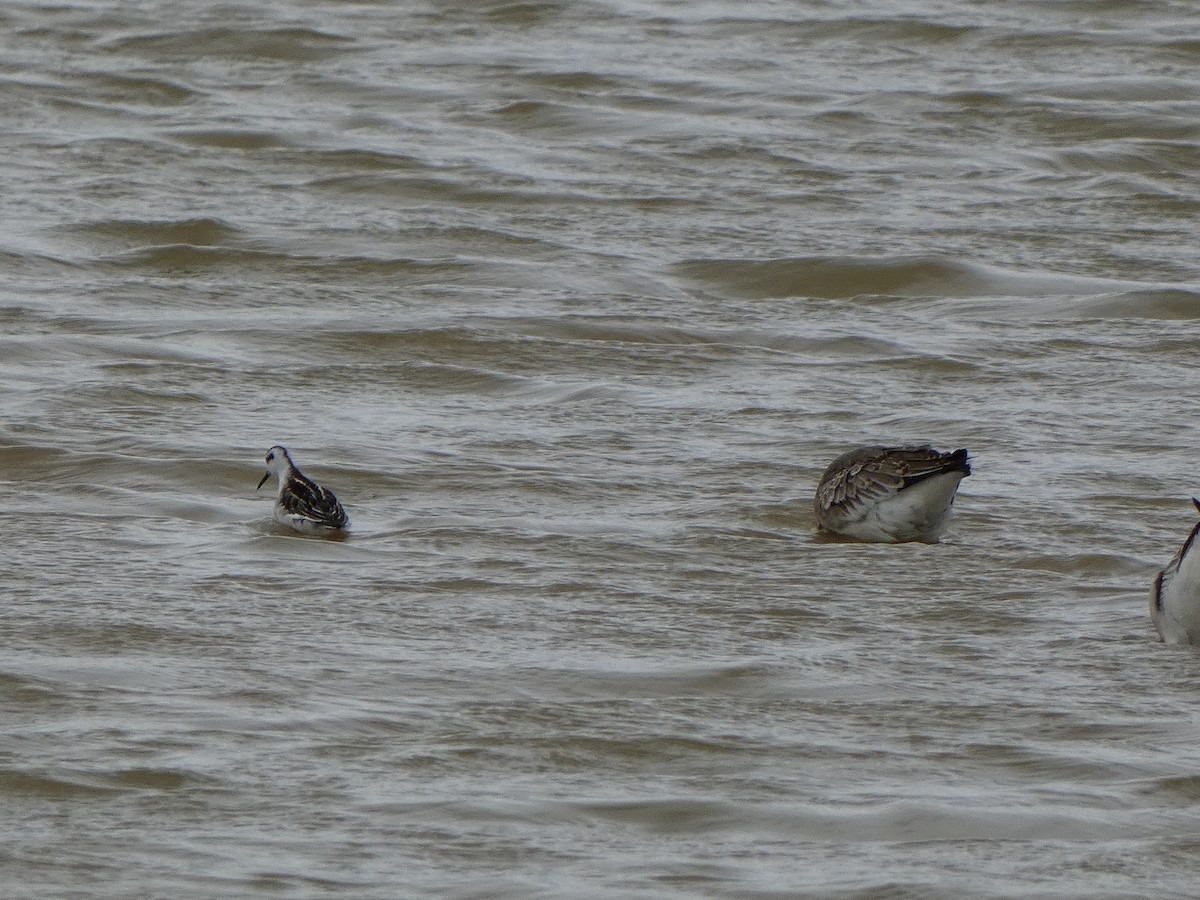 Mendebal-txori mokomehea - ML488999291