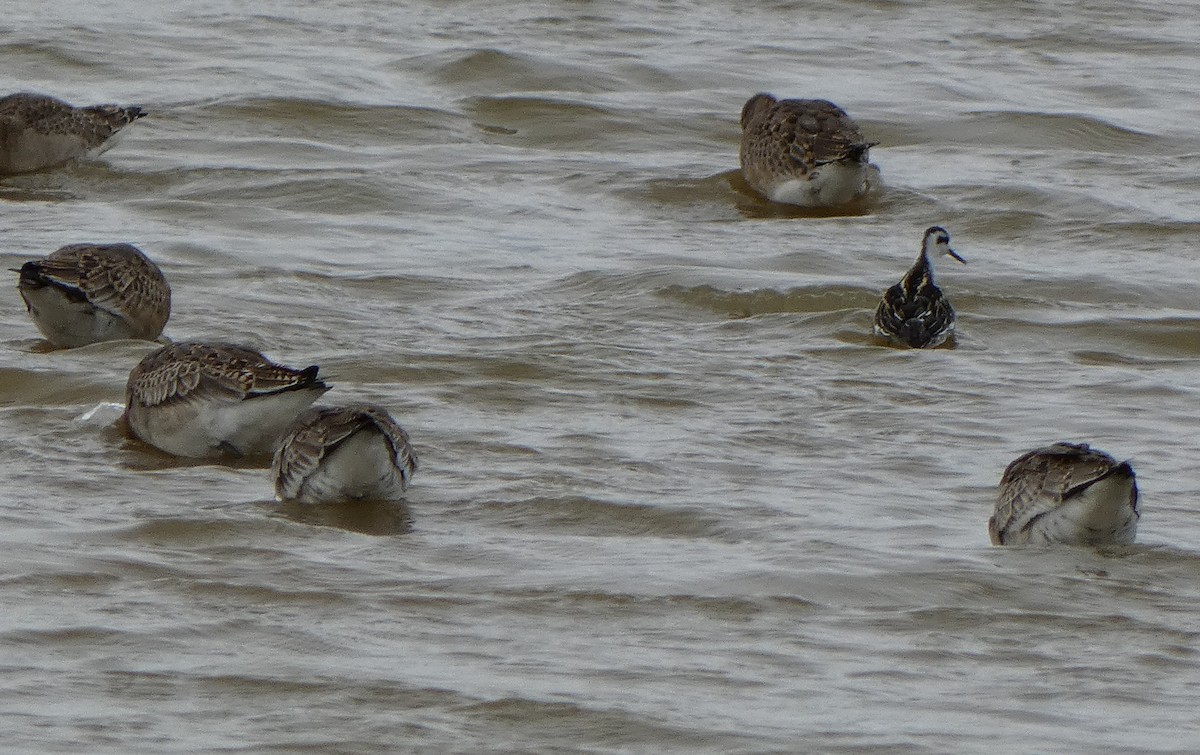 Mendebal-txori mokomehea - ML488999361