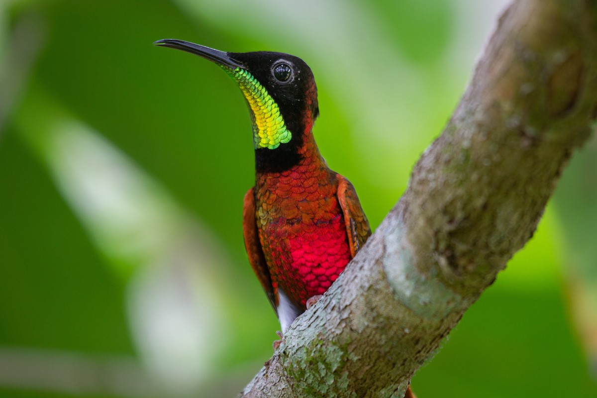 Colibrí Topacio - ML488999711