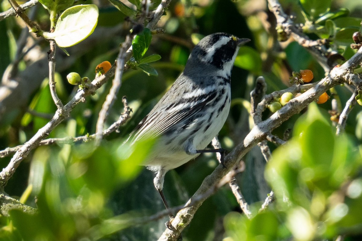 Black-throated Gray Warbler - ML489000111