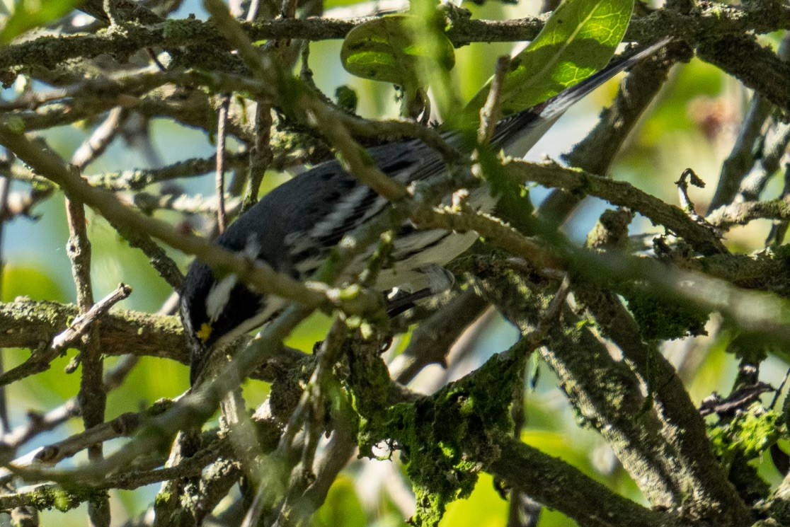 Black-throated Gray Warbler - ML489000121