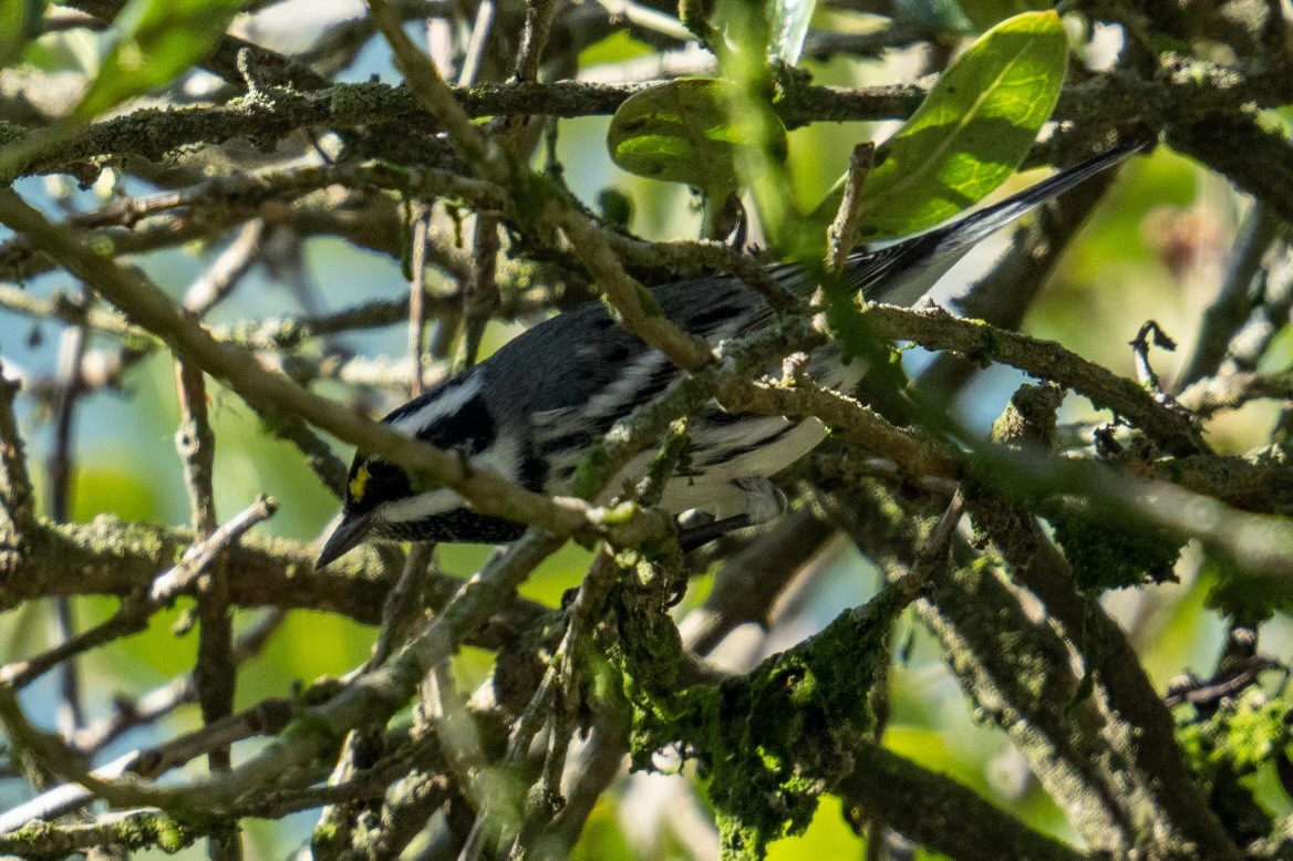 Black-throated Gray Warbler - ML489000131
