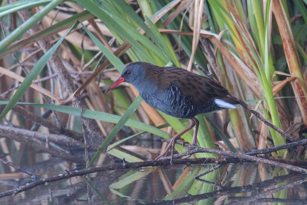 Water Rail - ML489000241