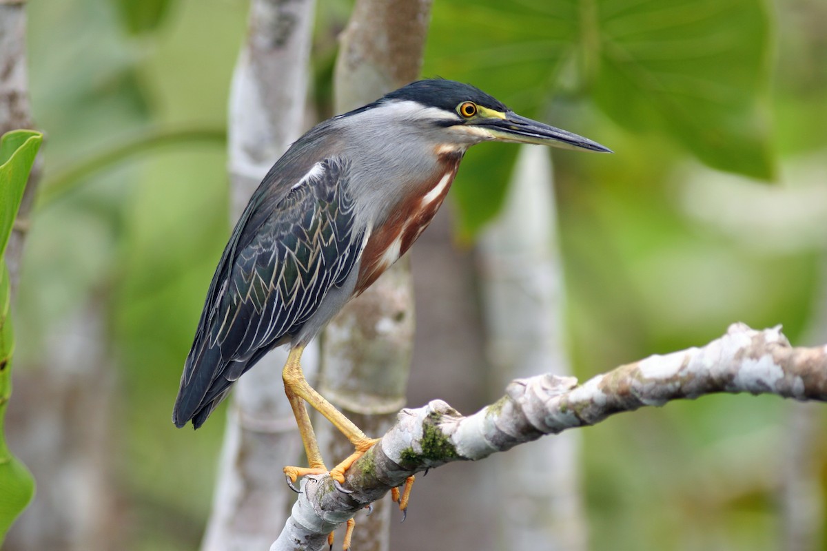 Striated Heron - David Disher