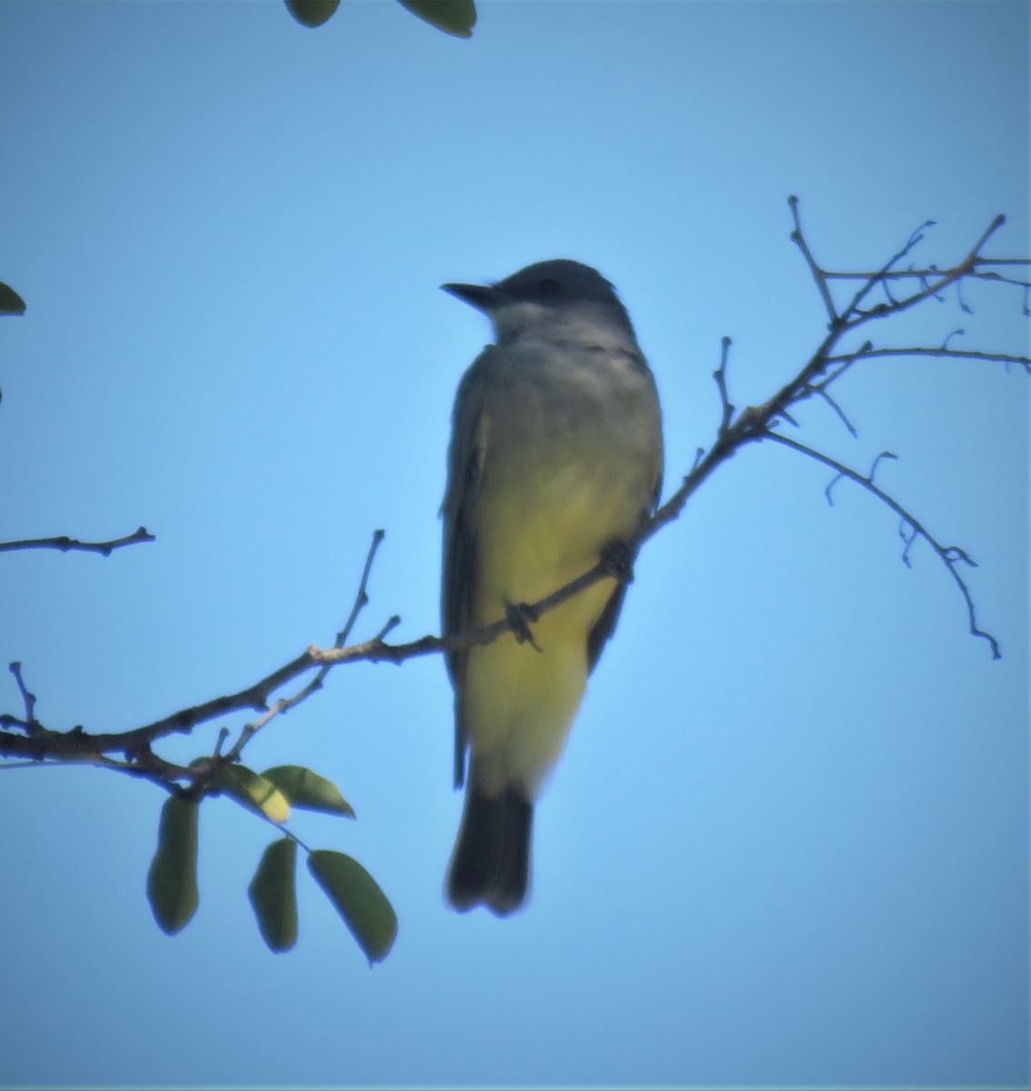 Cassin's Kingbird - Michael Long