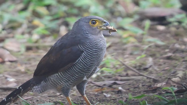 Barred Forest-Falcon - ML489001241