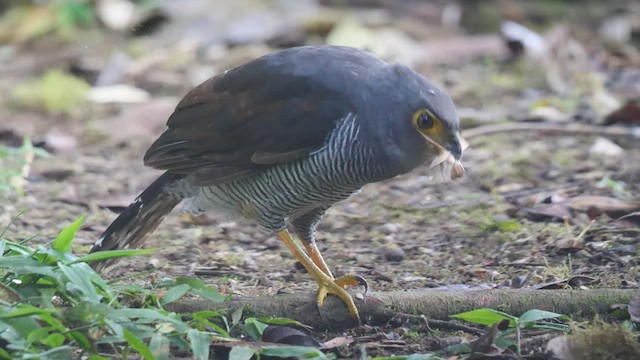 Barred Forest-Falcon - ML489001281