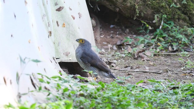 Barred Forest-Falcon - ML489001291