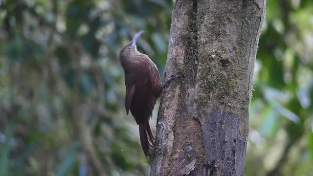 Strong-billed Woodcreeper - ML489001821